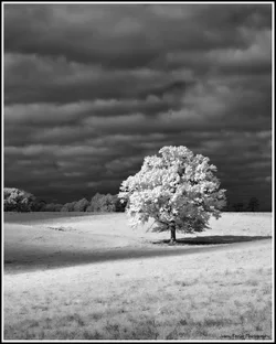 Lone Tree 1 bw sm.webp