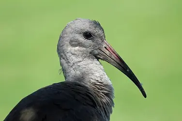 Hadada Ibis (Bostrychia hagedash).webp
