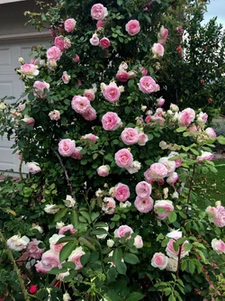 IMG_4337.webp
