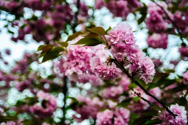 blossom.webp