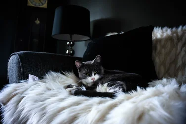 kittyy.webp