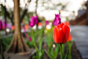 tulips.webp