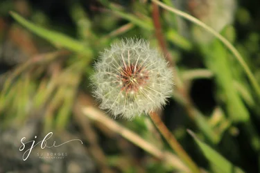 sjb-1688.webp