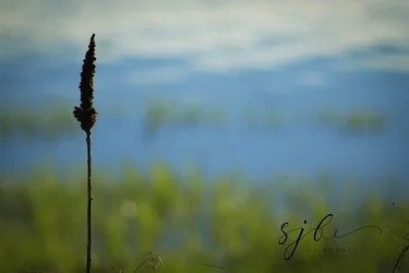 sjb-1704.webp