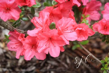 sjb-1650.webp