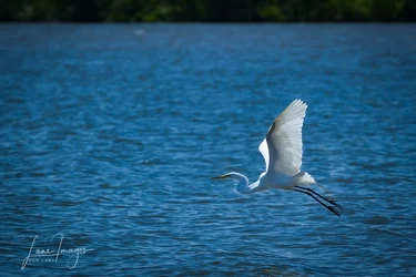 Birds-Bees-13.webp