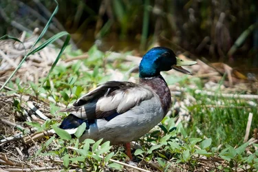Birds-Bees-20.webp