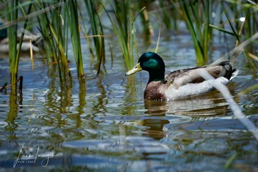 Birds-Bees-21.webp