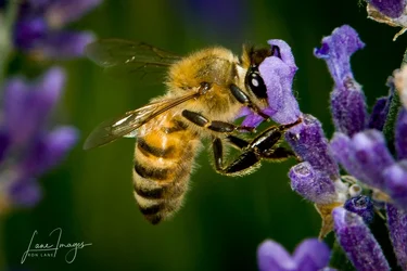 Birds-Bees-68.webp
