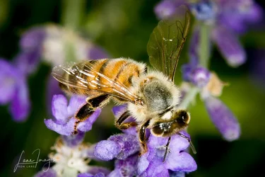 Birds-Bees-88.webp