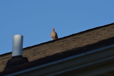 DSC_0056.JPG