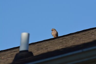 DSC_0055.JPG