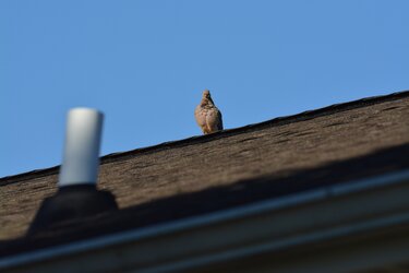 DSC_0054.JPG