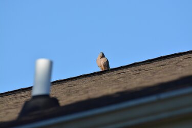 DSC_0052.JPG