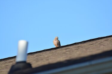 DSC_0050.JPG