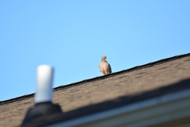 DSC_0049.JPG