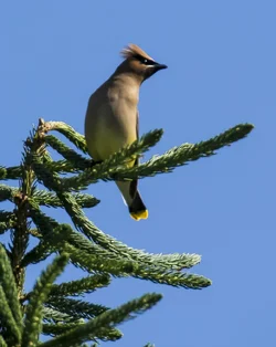 Portrait of Waxwing.webp
