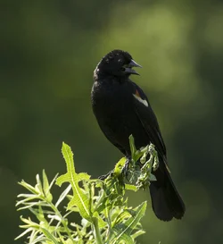 Male RWBB 1200.webp