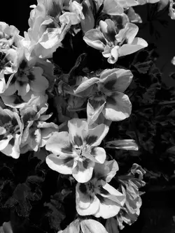 JPEG-blue.webp