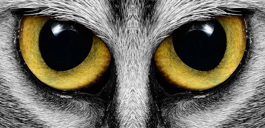 $Koko-Eye-R-L-SC.webp