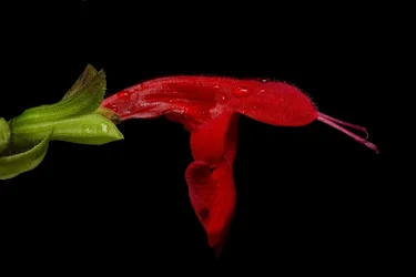 $Hummingbird-flower 2.webp