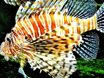 $Lion Fish.webp