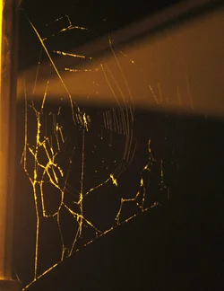 $new web.webp
