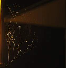$spiderwebsharper.webp