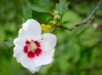 $blossom at moms.small.webp