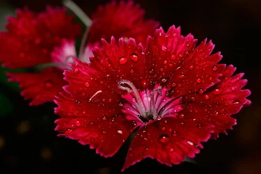 $Dianthus-Single-shot_DSC4957.webp