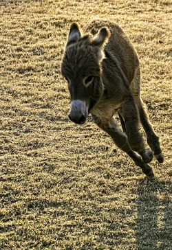 $faith_on_the_run_by_samspade1941-d5azwc7.webp