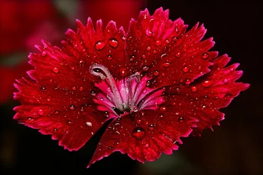 $Dianthus-with-Rain-Drops-blurred-background-2.webp $Dianthus-with-Rain-Drops-blurred-background-2.webp