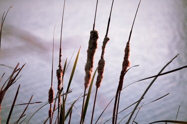 $reeds (800x533).jpg