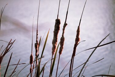 $reeds (1280x853).jpg