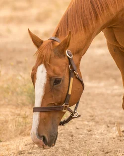$Barn-2.webp