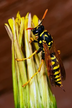 $Stinger_DSCw4600.webp
