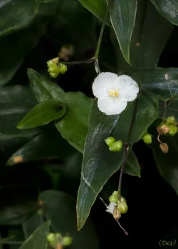 $Blossom on the front porch.small.webp