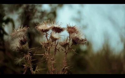 $Foliage (1280x803).webp