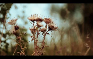 $foliage2 (1280x814).webp