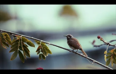 $Tiny_bird_2b (1280x820).webp