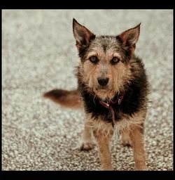 $Dog2 (1251x1280).webp