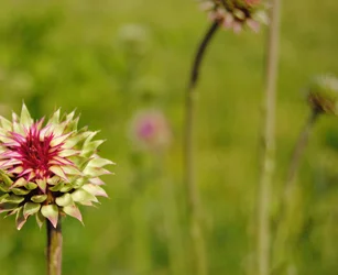 $test_thistle.webp