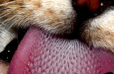 $Koko-Tongue.webp $Koko-Tongue.webp