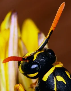 $Stinger100crop_DSC4600.webp $Stinger100crop_DSC4600.webp
