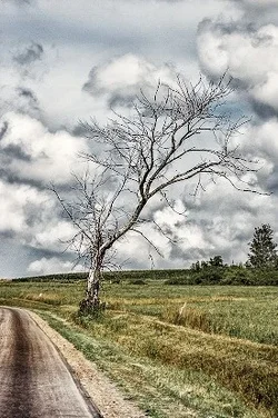 $tree.webp