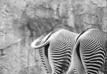 $Zebra1.webp