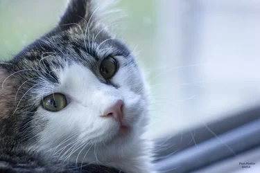 $portraitofafuzzball.webp $portraitofafuzzball.webp