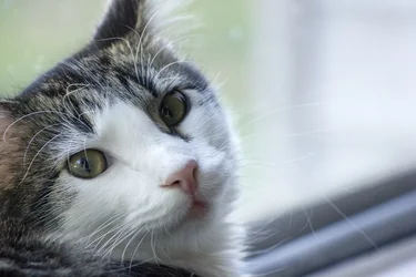 $portraitofafuzzball.webp $portraitofafuzzball.webp