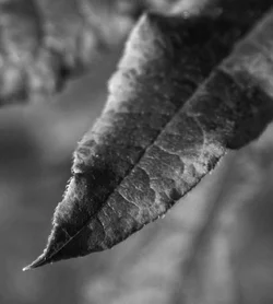 $Clark Leaf 1 FD.webp $Clark Leaf 1 FD.webp