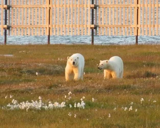 $kaktovik-057-e1345215051599.webp